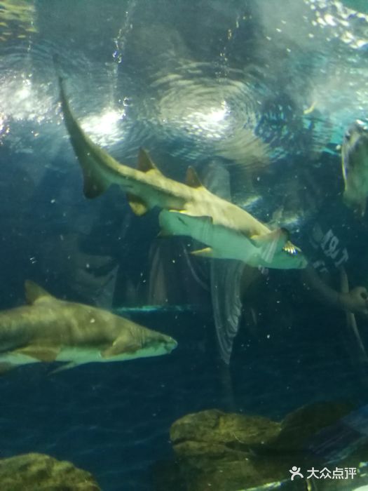 上海海洋水族馆鲨鱼图片 - 第55张