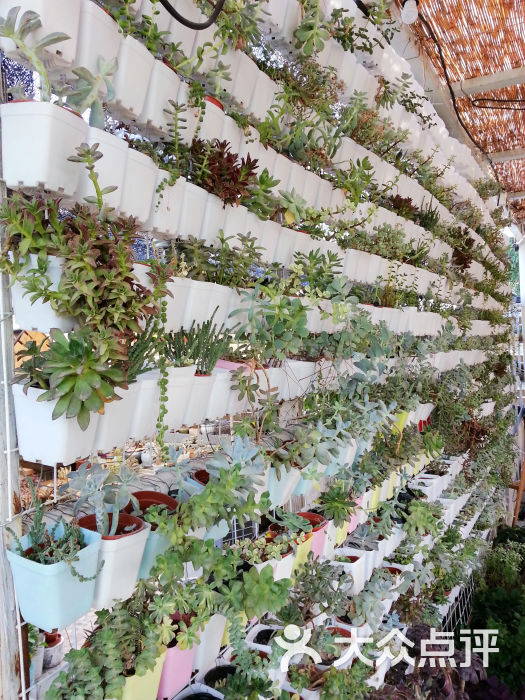 小时光 多肉植物主题咖啡馆(北锣鼓巷店)多肉墙图片 第10776张