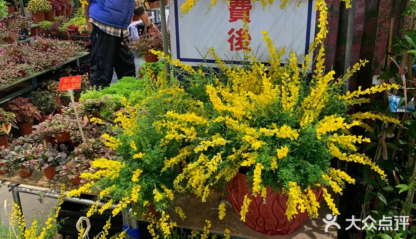 价格还是很友好的,台北的建国假日花市真的不用多的推荐