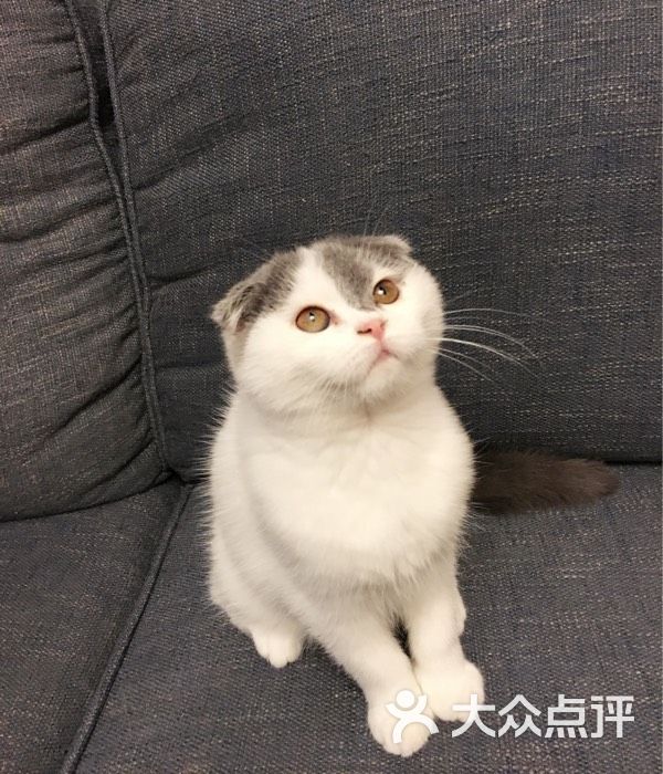 已经长大的折耳猫