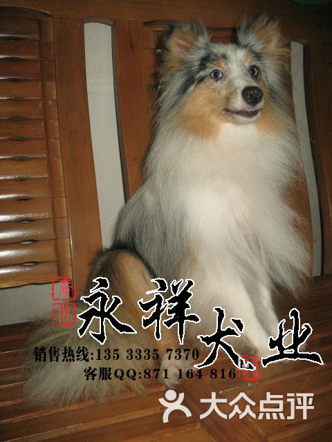 null广州哪里有正规犬舍成年喜乐蒂有多重图片-北京null-大众点评网