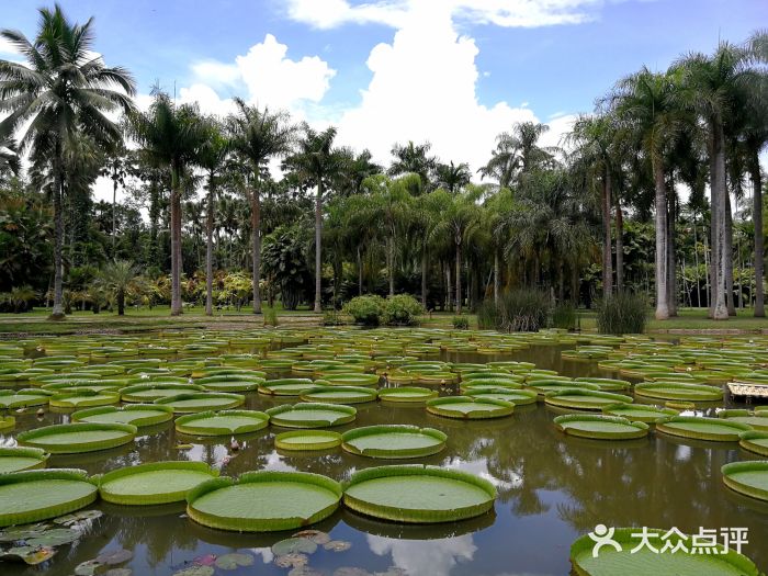 中国科学院西双版纳热带植物园-图片-勐腊县景点/周边游-大众点评网