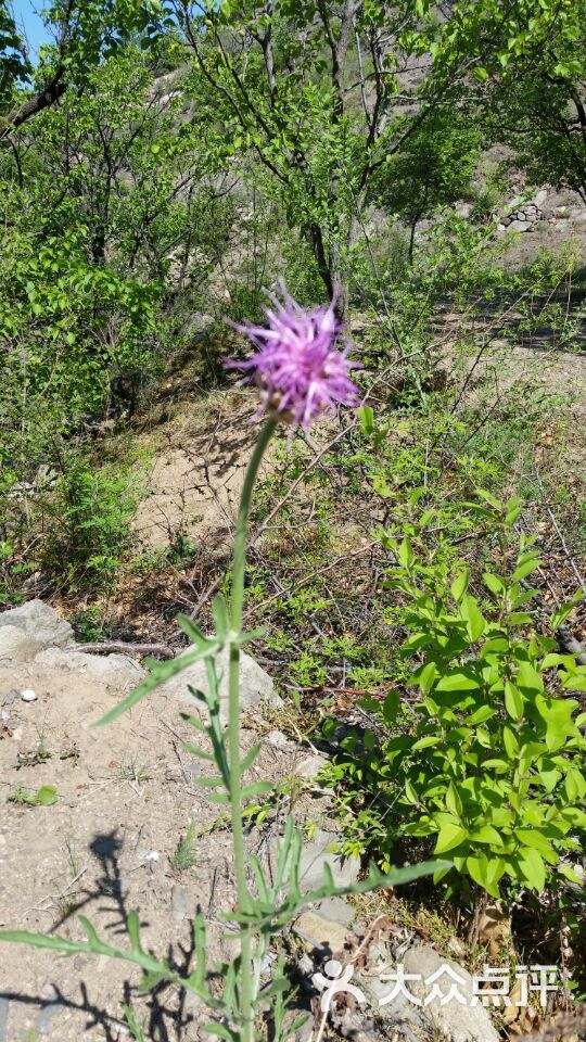 山上野花