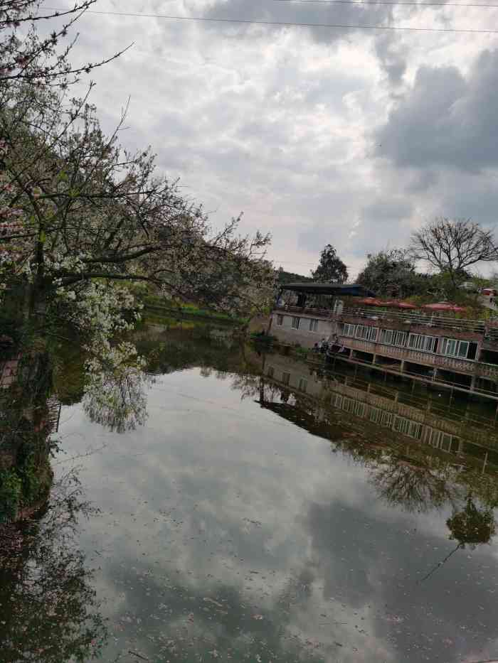 梨花溪风景区-"新津梨花溪适合3月份中上旬观赏梨花,.