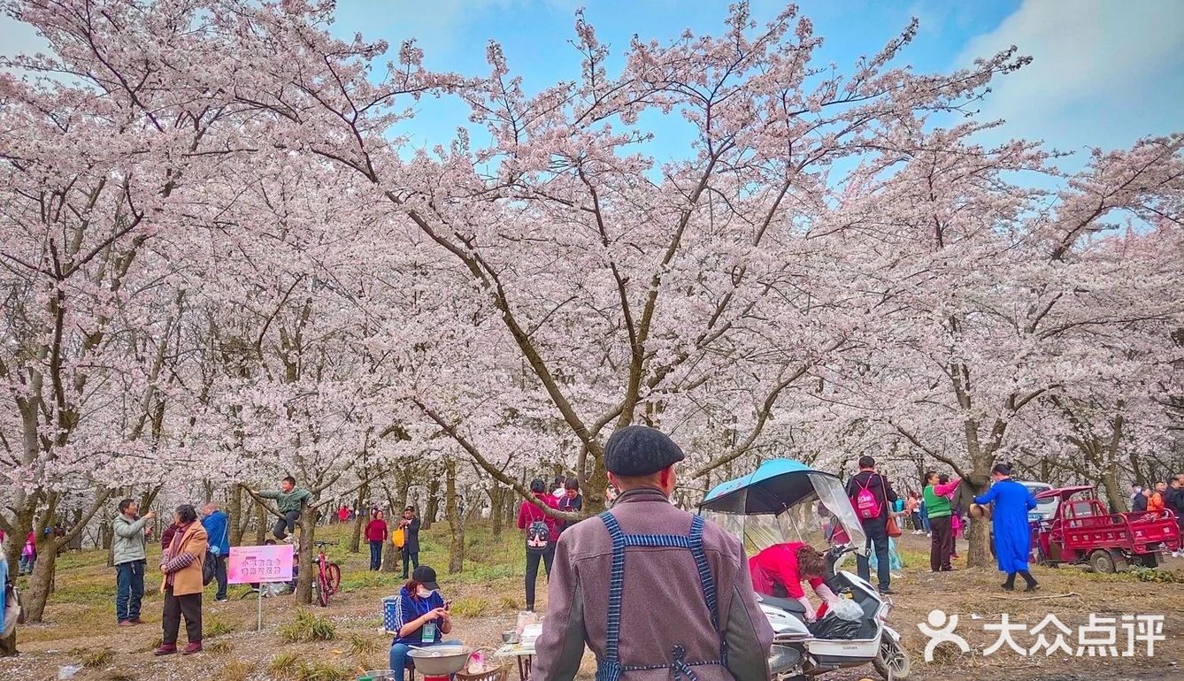 贵州 平坝农场樱花园