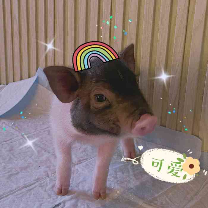 「meet swine 社会猪·猪咖」