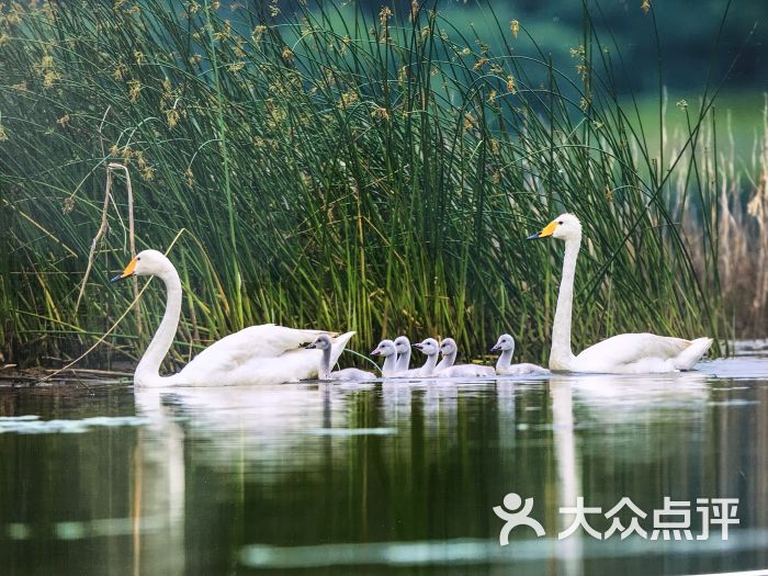 天鹅湖国家城市湿地公园-图片-三门峡景点/周边游-大众点评网