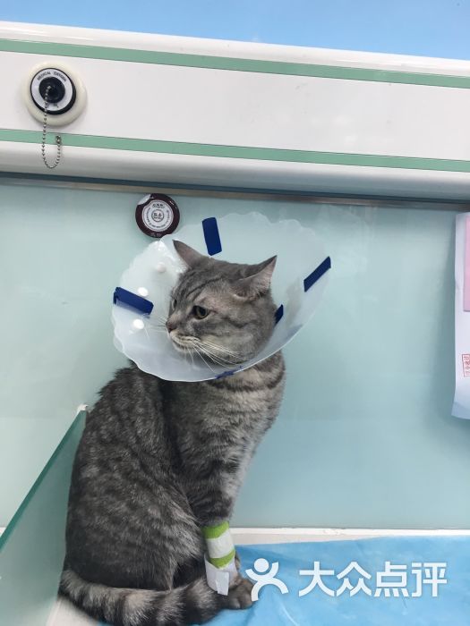 纳吉亚动物诊所-图片-北京宠物-大众点评网