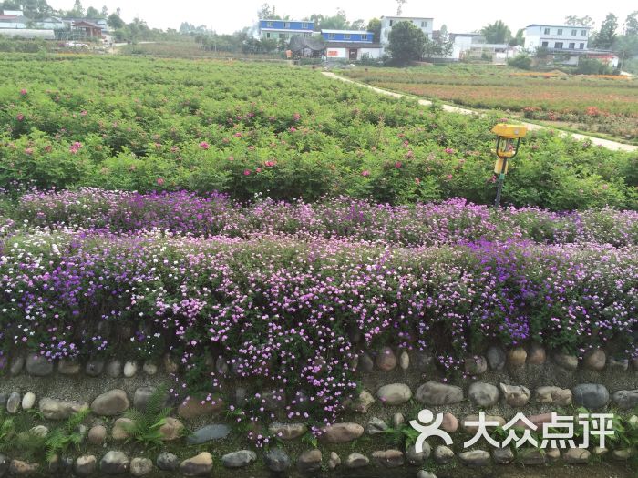 天府花海蝶彩花卉园-图片-仁寿县周边游-大众点评网