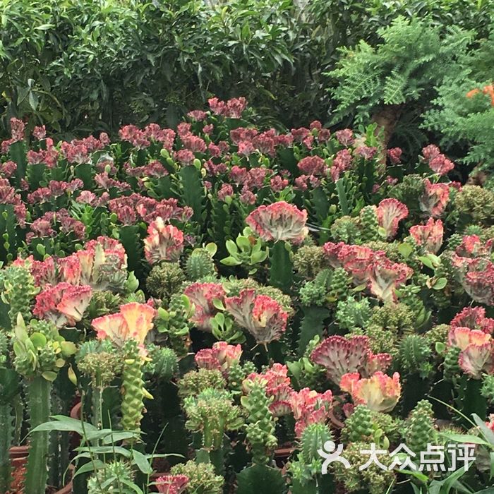 春天花乐园