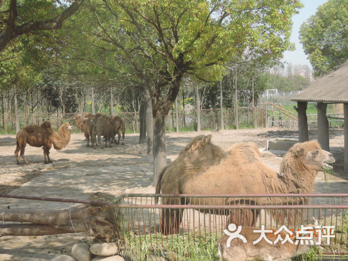 上海野生动物园骆驼图片 - 第41057张