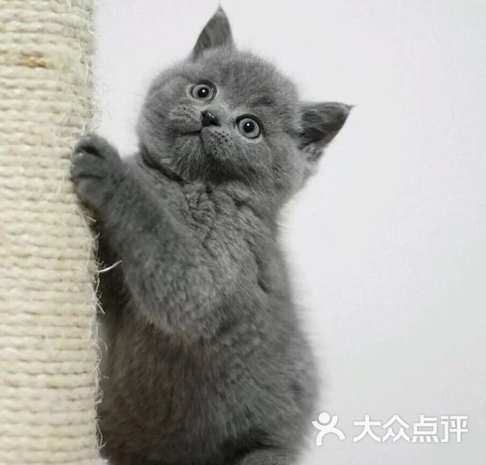 蓝猫弟弟