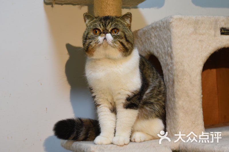 沈阳市沈河区佶昀猫舍在售猫咪图片-北京宠物店-大众点评网