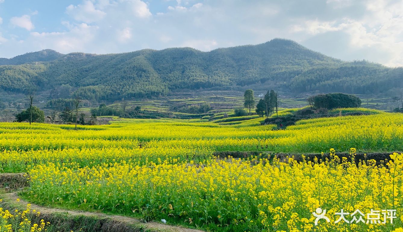 每年都要去这里看油菜花,梯田式特别美