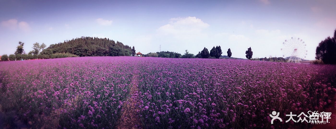 原香国际香草园图片