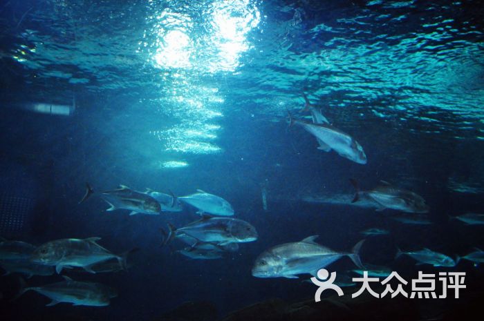 上海海洋水族馆图片 第95张