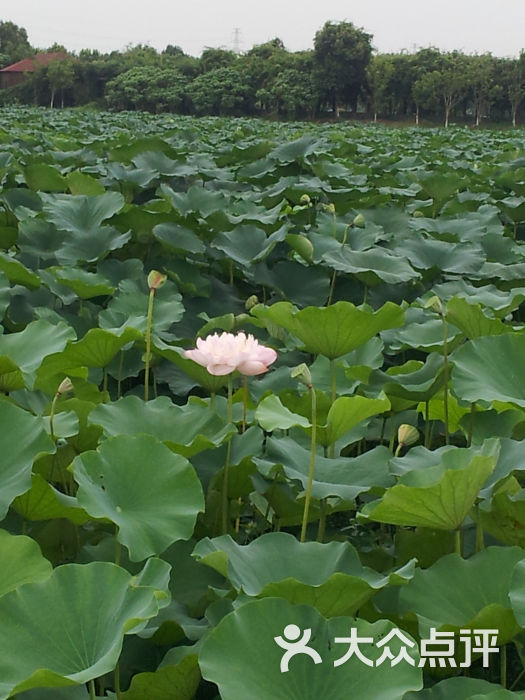 荷塘月色湿地公园景点图片 第76张