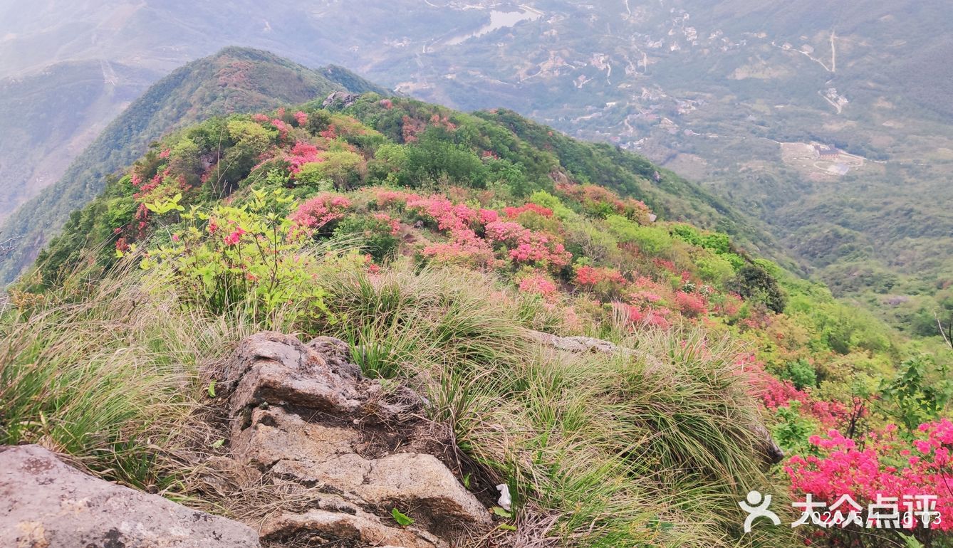 汤公山:岭上开满了映山红