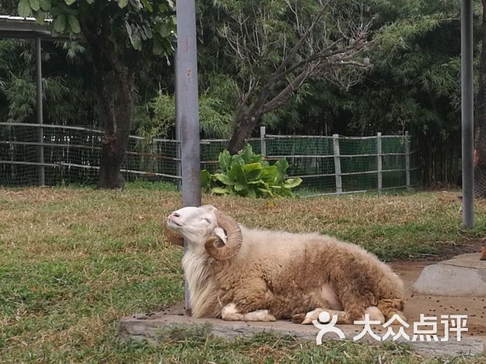 东莞寮步香市动物园图片 第3张
