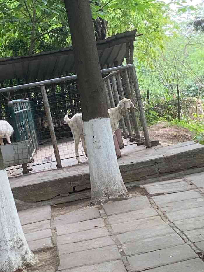 绵阳动物园-"一家人去富乐山公园逛一圈,作为双aa级的.