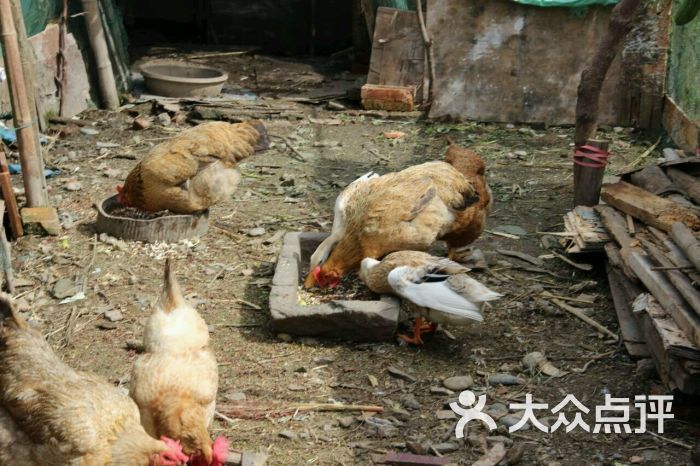 晴霞农家乐-鸡,鸭-环境-鸡,鸭图片-昆山美食-大众点评