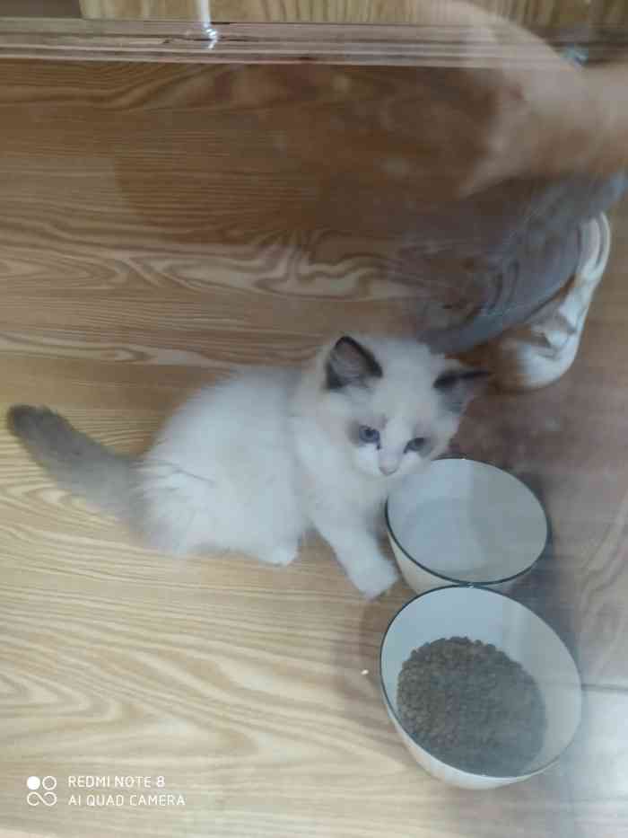 猫福瑞平价健康猫舍布偶金渐层