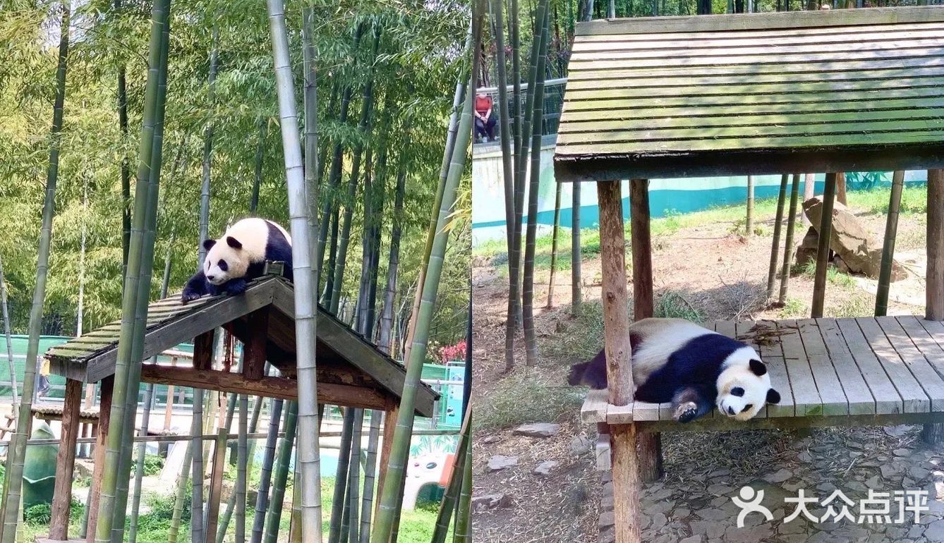 带着我的熊猫来南山竹海看大熊猫