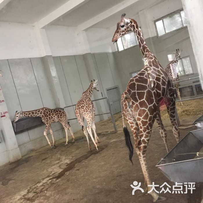 上海动物园斑马图片-北京动物园-大众点评网