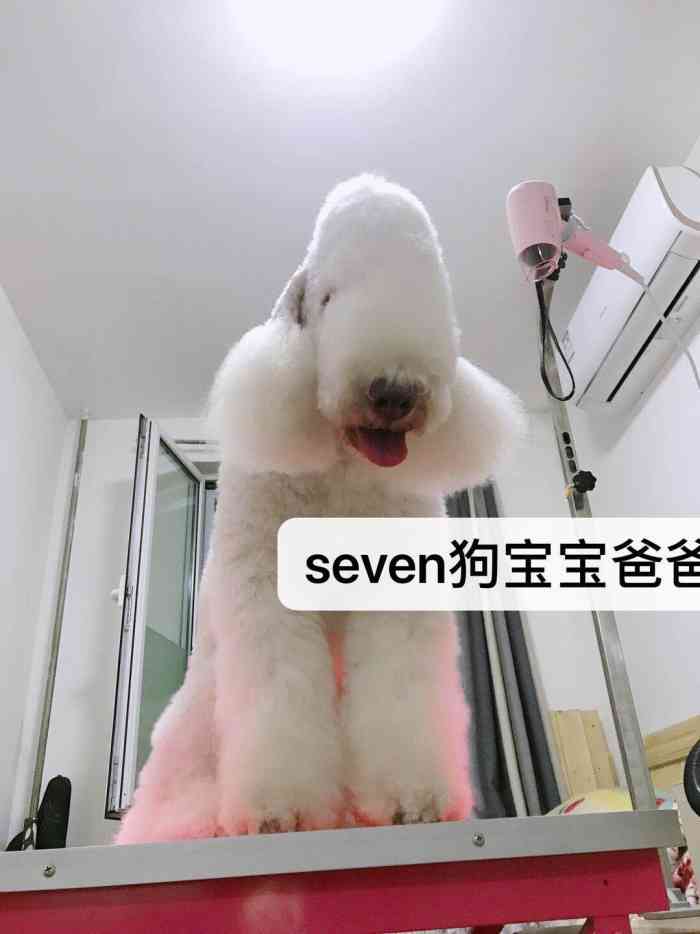 贝灵顿梗犬美容寄养宠物用品专营-"【项目】美容小姐