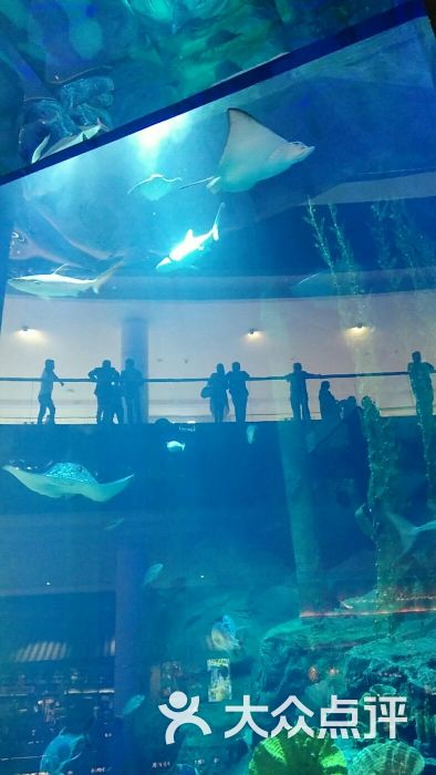 迪拜购物中心水族馆图片 第14张