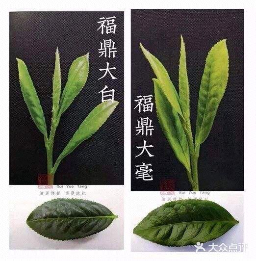 福鼎大毫茶一般是一芽三叶