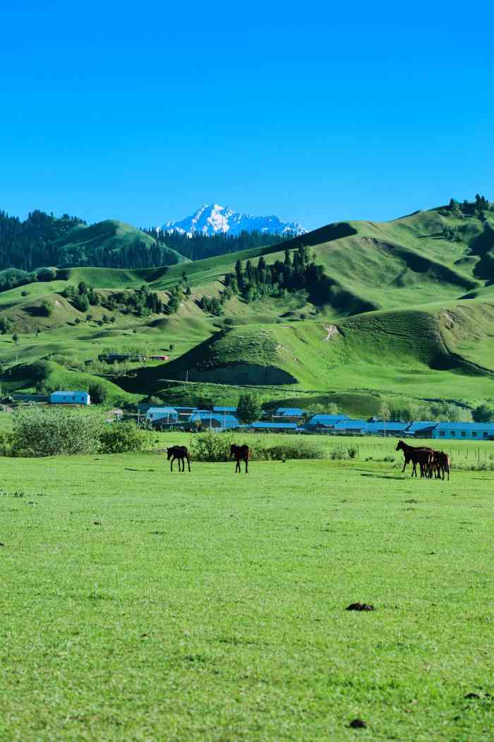 那拉提旅游风景区"这里是新疆那拉提草原附近.北疆自驾的路.