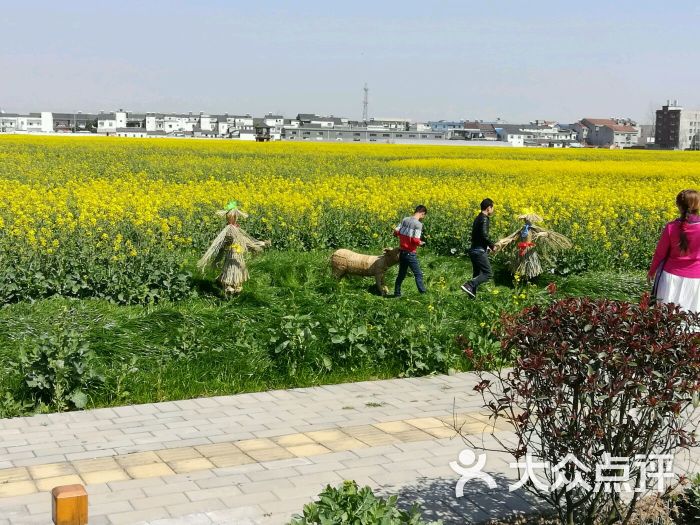 蔡甸消泗油菜花图片 - 第1张