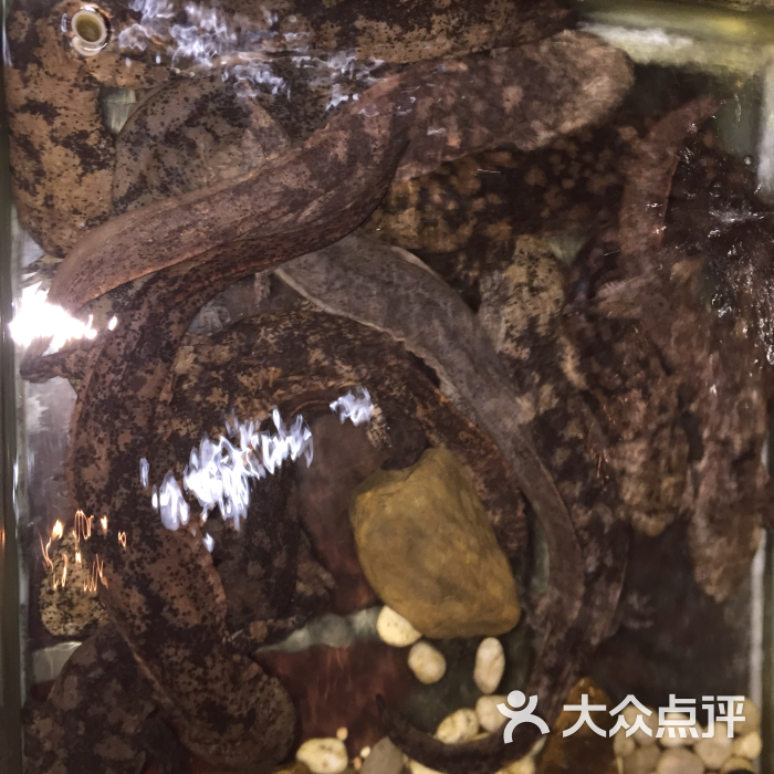 张家界大鲵科技馆图片 第5张