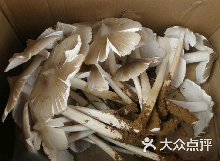 野生鸡枞菌
