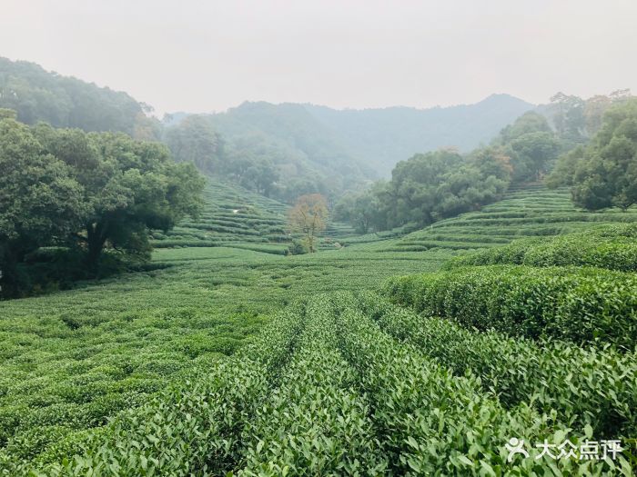 欣怡茶庄·梅家坞茶园--环境图片-杭州美食-大众点评网