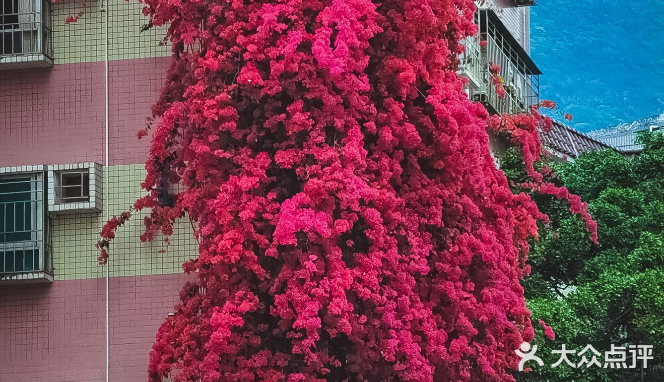 春日风光大赏|深圳最美勒杜鹃花瀑