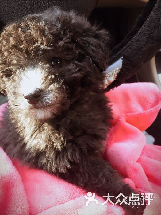 HI PET宠物生活会馆-图片-北京宠物