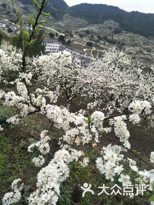 印盒李花生态旅游区图片 - 第15张