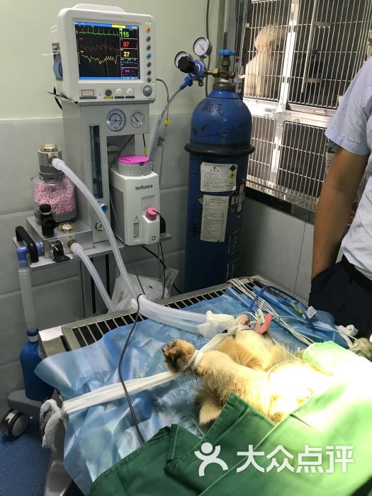 呼吸麻醉机和宠物心电监护仪