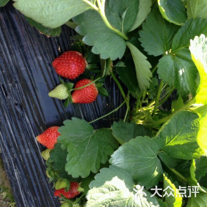 古港草莓园-广州贵族天使-_8974的相册-广州景