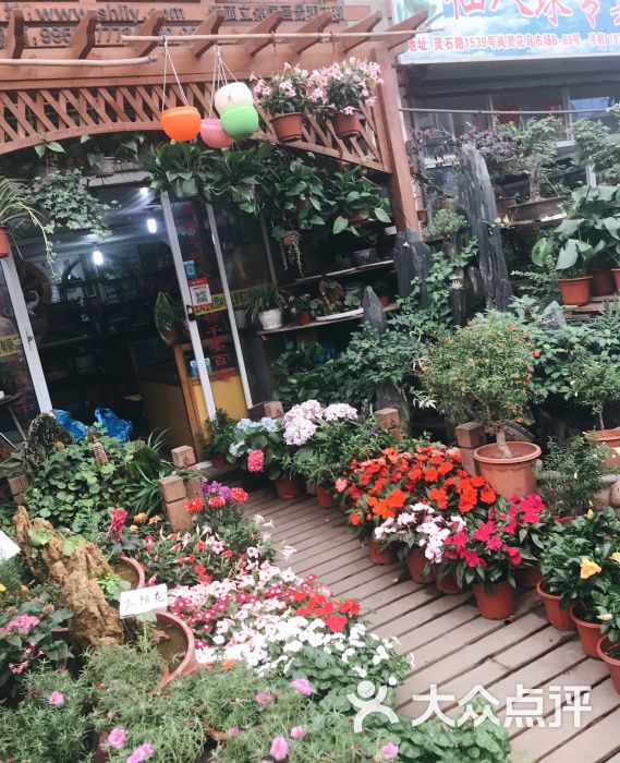 岚灵花鸟市场(灵石路店)图片 - 第4张