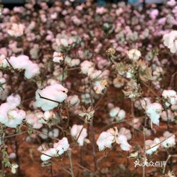 蚂蜂窝自由行全球总部