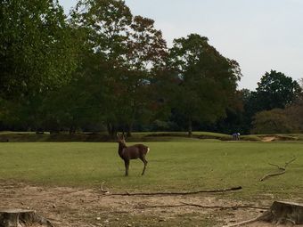 飞火野