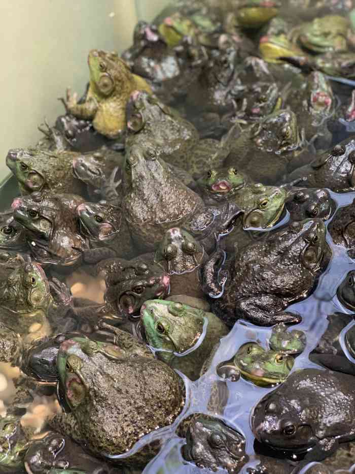 以前很少吃甲鱼,听说最近刚开业一家鼎元甲,专门吃甲鱼的,所以来品尝