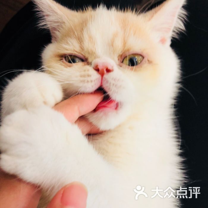 喵仙女猫咖啡图片 第8张