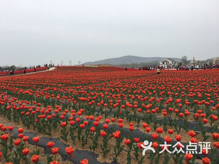 嵖岈山郁金香园图片 - 第6张