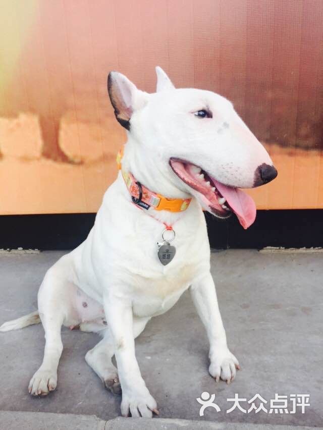 HI PET宠物生活会馆-图片-北京宠物