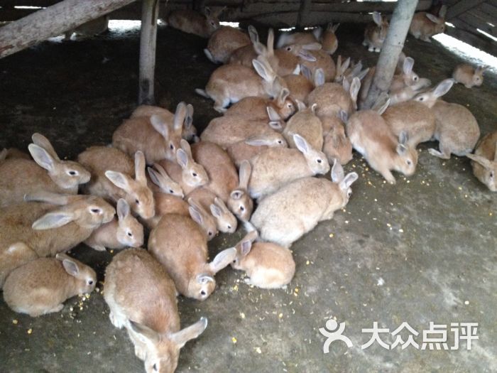 纯山林,麦草地放养 兔场