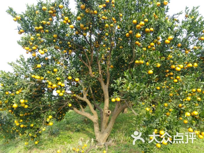 江油彰明武引果园图片 - 第13张